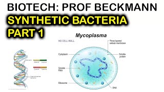 Synthetic Bacteria  part 1  Transposon Mutagenesis  Biotech 2023 [upl. by Jo-Anne741]