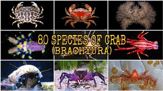 80 SPECIES OF CRAB Brachyura [upl. by Anaujat]