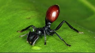 Cephalotes atratus contaminada por Myrmeconema neotropicum [upl. by Aleciram695]