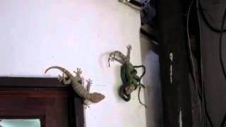 Gecko VS Serpiente [upl. by Aihsat]