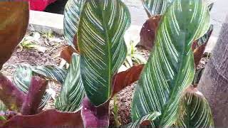 Calathea plant  Calathea Ornata  Calathea zebra plant  houseplant with exotic leaves [upl. by Aihsit]