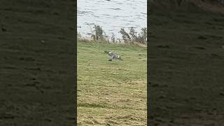 Wood Pigeon Landing Next To Lake In Slow Mo  Pugneys Country Park birds avian nature [upl. by Klein755]