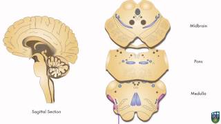 Axon Spinothalamic Pathway Pain amp Temperature from Hand 4 of 9 [upl. by Suoinuj]