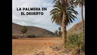 La palmera del desierto  Fernel Monroy alabanzas cristianas para meditar [upl. by Trent]