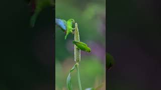 Birds of Shelar Farm  Shelar Farm Birding Point Saswad Grassland4K HD  wildlifephotography [upl. by Atikel]