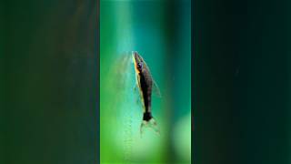 OTOCINCLUS catfish at work Or is it just pleasure😀 aquarium fish [upl. by Ellene]