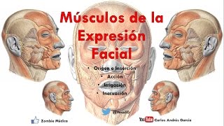 Anatomía  Músculos de la Expersión Facial Origen Inserción Acción Inervación [upl. by Floeter281]