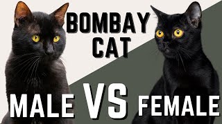 Male Bombay Cat VS Female Bombay Cat  Compare and Contrast [upl. by Aleahc674]