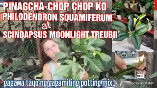 PINAGCHACHOP KO ANG PHILODENDRON SQUAMIFERUM AT SCINDAPSUS MOONLIGHT TREUBII EPEKTIBO KAYA [upl. by Vitkun]