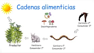 Cadena alimenticia y red alimenticia DIFERENCIAS  BiologíayEcología [upl. by Vivienne926]