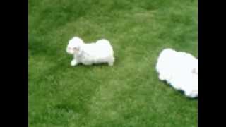 Vidéo de Mini Bichon Maltais à vendre [upl. by Pejsach]