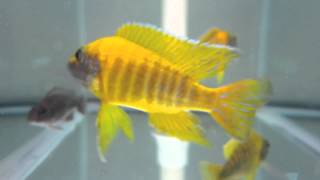 Aulonocara Baenschi Select Grade Yellow Peacock African Cichlid [upl. by Sullecram]