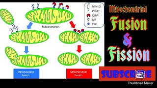 Mitochondrial fusion and fission [upl. by Blaise]