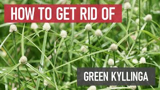 How to Get Rid of Green Kyllinga Weed Management [upl. by Alcot]