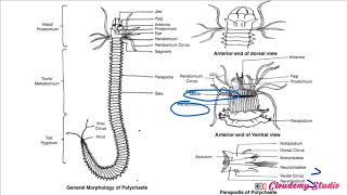 BIOLOGY OF NEREIS CONTD [upl. by Mihcaoj]