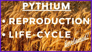 Fungus Pythium debaryanum Life Cycle  Damping off Disease  Reproduction  Botany  Mycology [upl. by Felicdad]