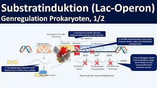 Gene regulation in Eukaryotes Promoters  Transcription factors  Enhancers Genetics for beginners [upl. by Nanda]