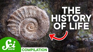 A Timeline of Life on Earth 4 Billion Years of History [upl. by Adia]