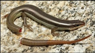 WHAT HAPPENS WHEN LIZARDS LOSE THEIR TAILS [upl. by Rhett]