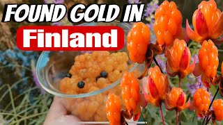 FOUND THE REAL GOLD OF FINLAND🔥🔥🔥 FOUND CLOUDBERRIES NEAR OUR HOME [upl. by Goraud]