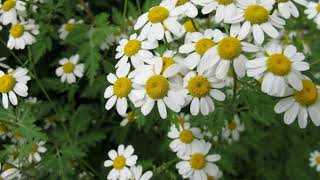 How to Grow Feverfew [upl. by Honey]