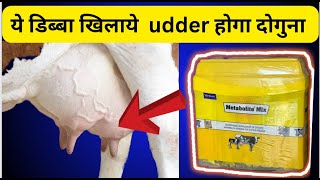 udder बढ़ाने का No1 तरीक़ा \\ udder growth supplement हिंदीं में [upl. by Rossuck]