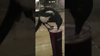 Magpie Steals A Sip of Cider  ViralHog [upl. by Ecirtra]