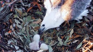 Whitebellied Eagle Nestlings and First Meals  Eagle bird [upl. by Asehr]