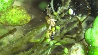 Casecarrying Aquatic Worm adding to case and pooping  Dero Aulophorus vaga [upl. by Attenaej982]