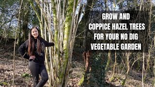 How To Coppice Hazel Trees  What is Coppicing  How To Grow Hazel For Firewood amp Woodchip [upl. by Akerdnahs]