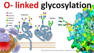 O Linked glycosylation [upl. by Erasmo]