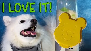 Its Refreshing DOG loves homemade POPSICLE [upl. by Ennalyrehc]