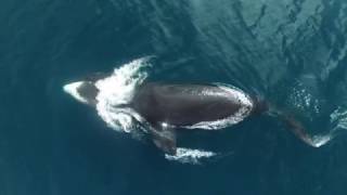 Bowhead Whale Research Drone Video 2016 [upl. by Inan58]