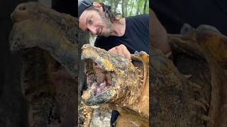 Golden Suwannee Alligator Snapping Turtle Threatened Species [upl. by Niltak]