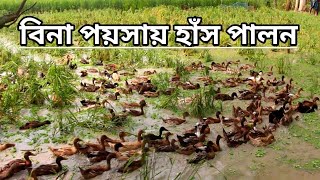 বিনা পয়সায় হাঁস পালন  Duck rearing for pennies  SF Faruk [upl. by Eannyl]