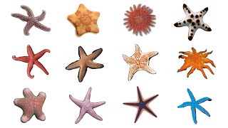 ⭐ 12 Starfish Species  Types Of Sea Stars Starfish seastars [upl. by Seaver214]