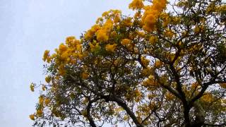 Tabebuia Tree  Blooming Yellow Flowers  Greenacres FL [upl. by Menard]