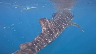 swimming with a whale shark [upl. by Bordie48]