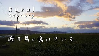 【ASMR 4K 環境音】田舎の風景 渡り鳥が鳴いている [upl. by Leribag332]