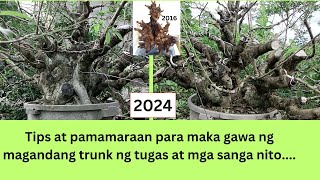 HOW TO MAKE TUGAS BATO BONSAI  VITEX PARVIFLORA [upl. by Mckee]