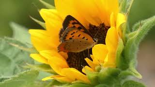 Small Copper Butterfly Visits Dwarf Sunflower for Nectar [upl. by Rosanne]