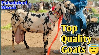 Dodh OR Bachyon wali bakriyan  Goat for sale in faisalabad mandi  5 Jul  pardesi mandi [upl. by Ignatz]