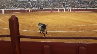 Corrida de toros Daniel Luque Sergio Serrano y Ginés Marín feria 2021 Manzanares [upl. by Guilbert]