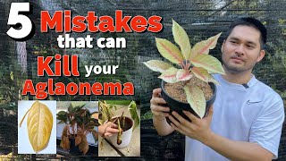 5 MISTAKES THAT CAN KILL YOUR AGLAONEMA [upl. by Demmahom22]