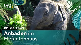 Anbaden Folge 1043  Elefant Tiger amp Co  MDR [upl. by Ibbison255]