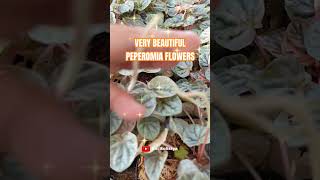 Very Beautiful Peperomia Flowers [upl. by Lacim257]