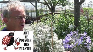 Tuto jardin Agapanthe blue triumphator Comment faire la taille et lentretien Plante vivace [upl. by Pederson]