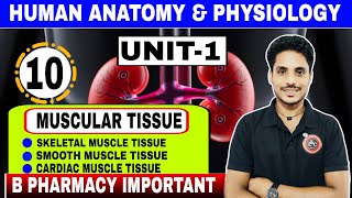 🔴Muscular Tissue Anatomy And Physiology I Classification of Muscular Tissue I B pharmacy [upl. by Aitselec]