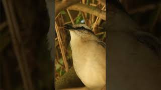 Canto Calandria 🇦🇷 Chalkbrowed Mockingbird Mimus saturninus nature birds birdsinging shorts [upl. by Georg]