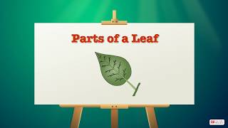 Parts of a Leaf  Macmillan Education India [upl. by Hesler]